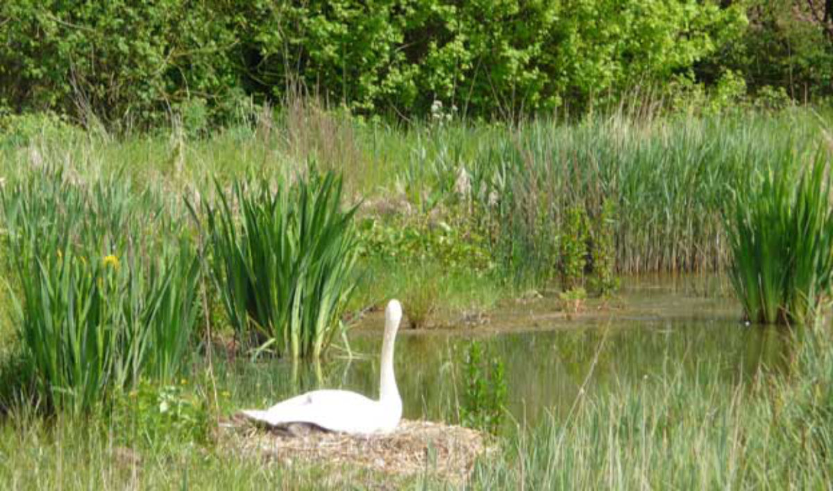 Wetland